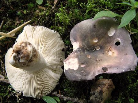 cyanoxantha